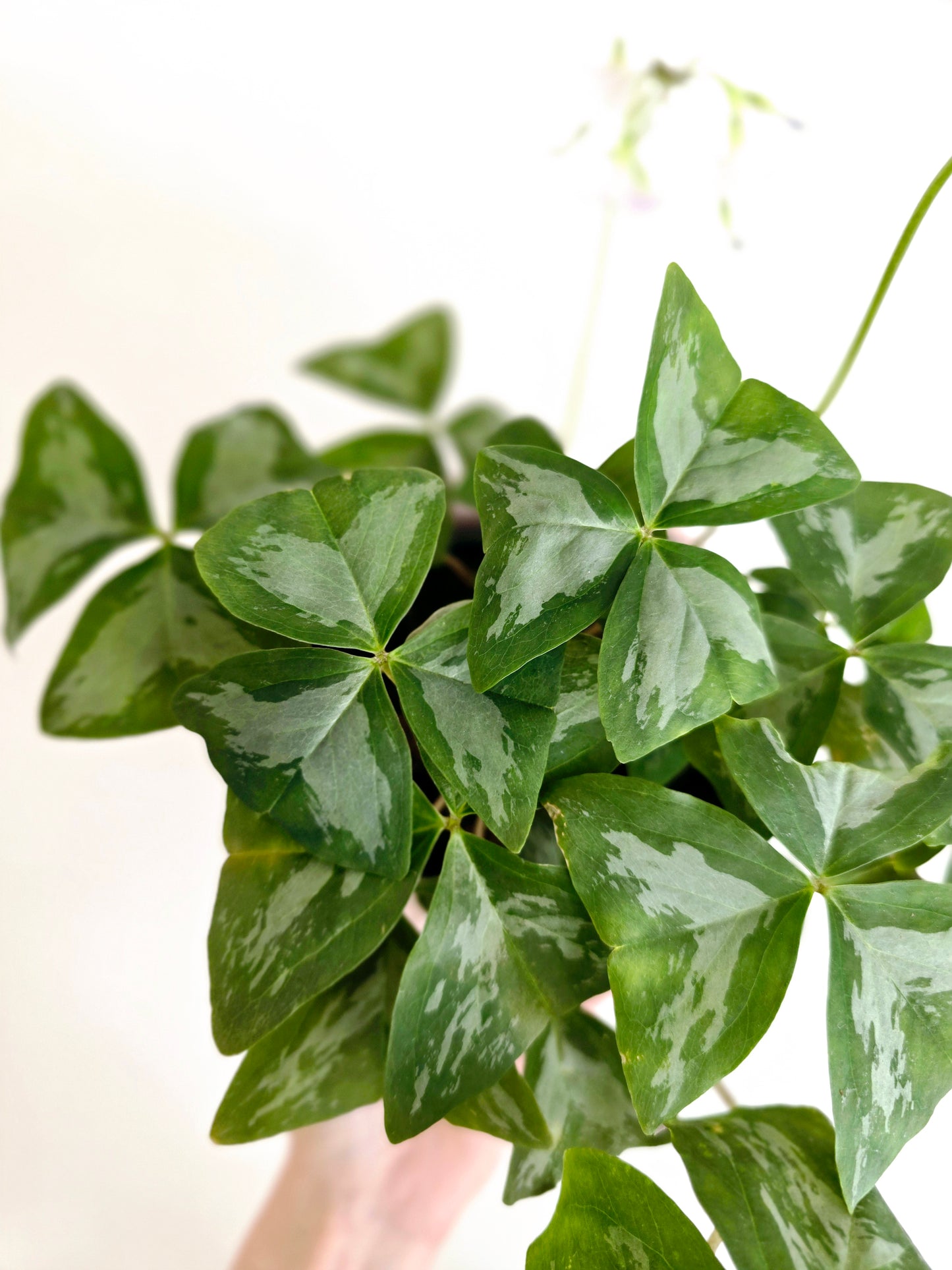Oxalis Triangularis 'Irish Mist' - 118mm