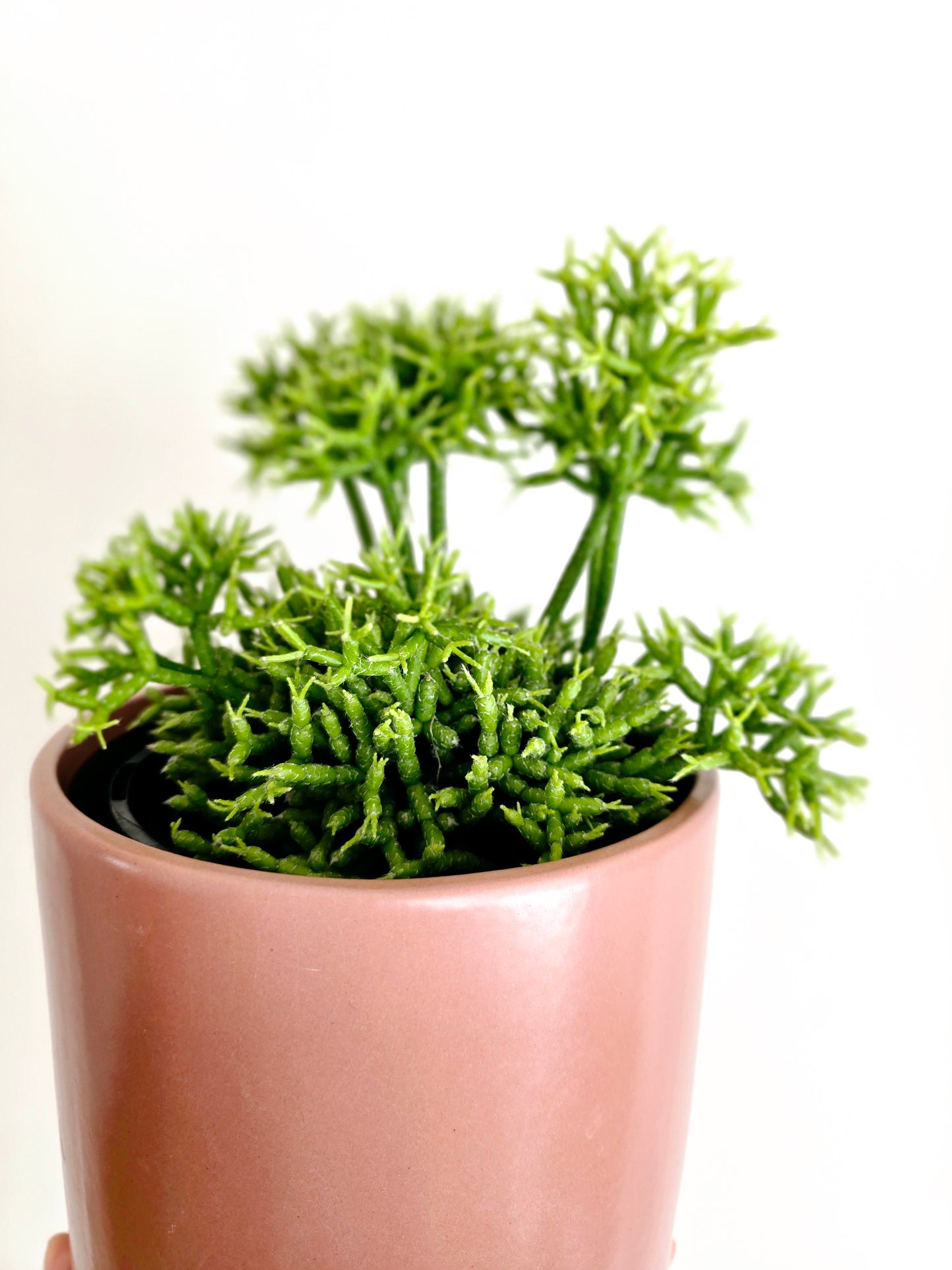 Rhipsalis 'Cereuscula' - 140mm