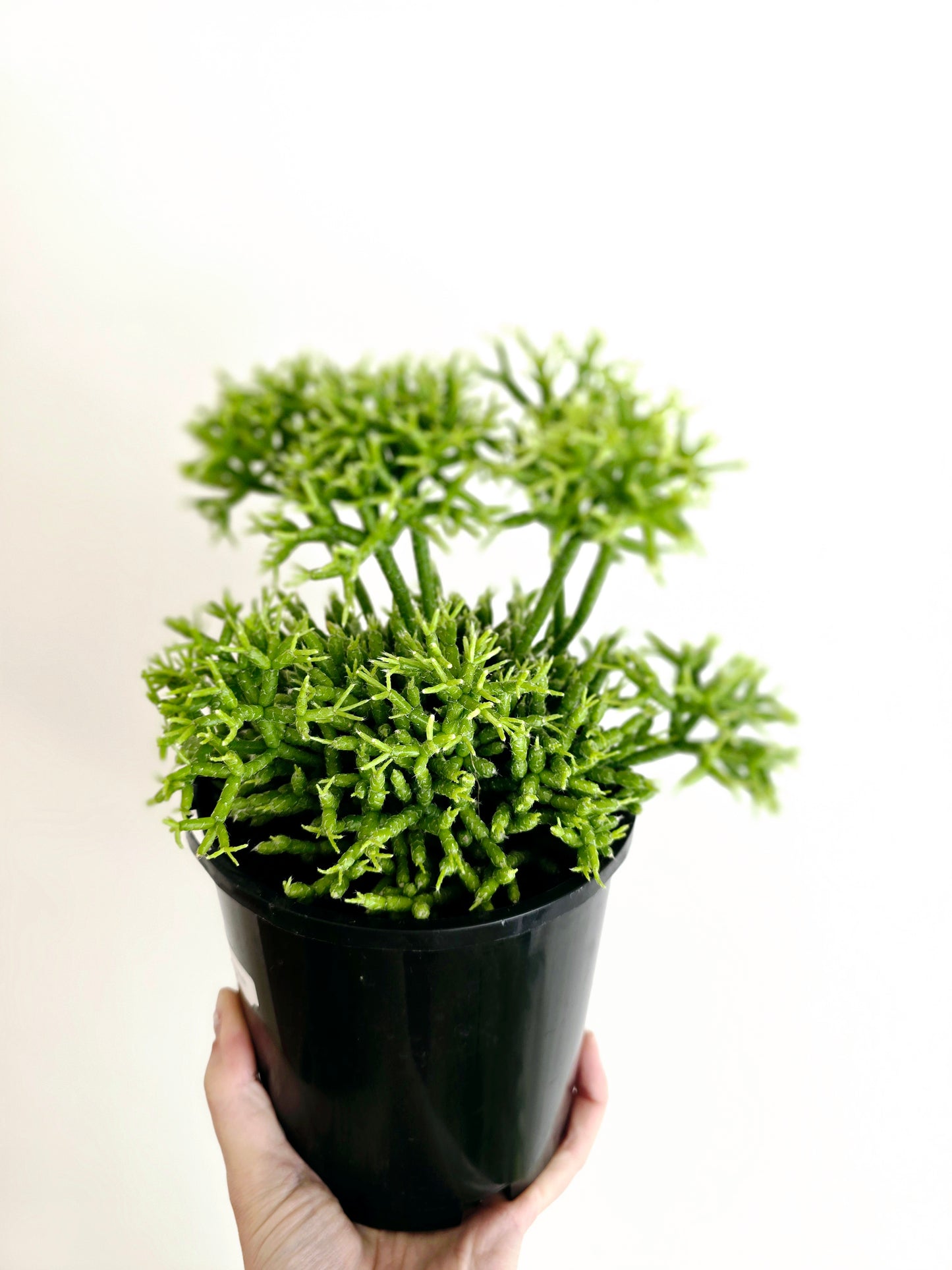 Rhipsalis 'Cereuscula' - 140mm