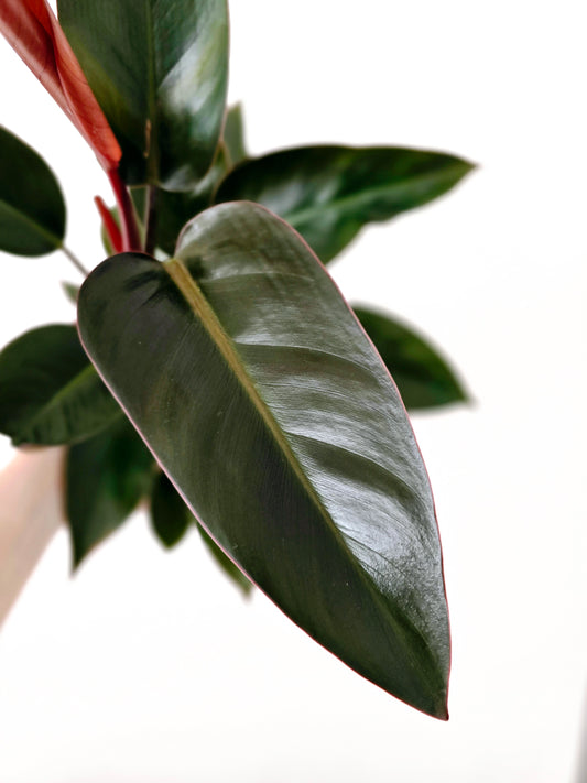 Philodendron 'Imperial Red' - 140mm