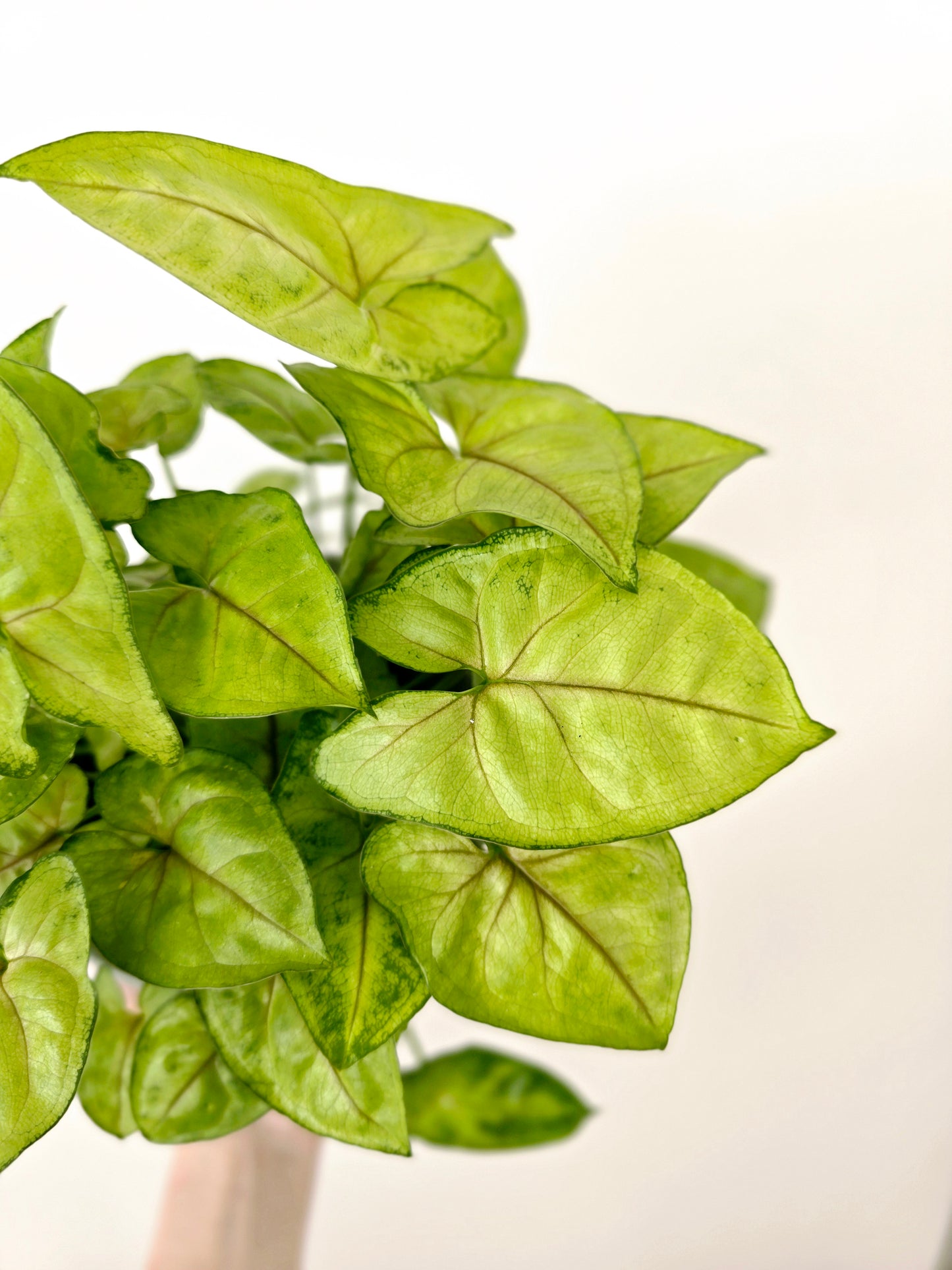 Syngonium Podophyllum 'Sunshine Speckles' - 118mm