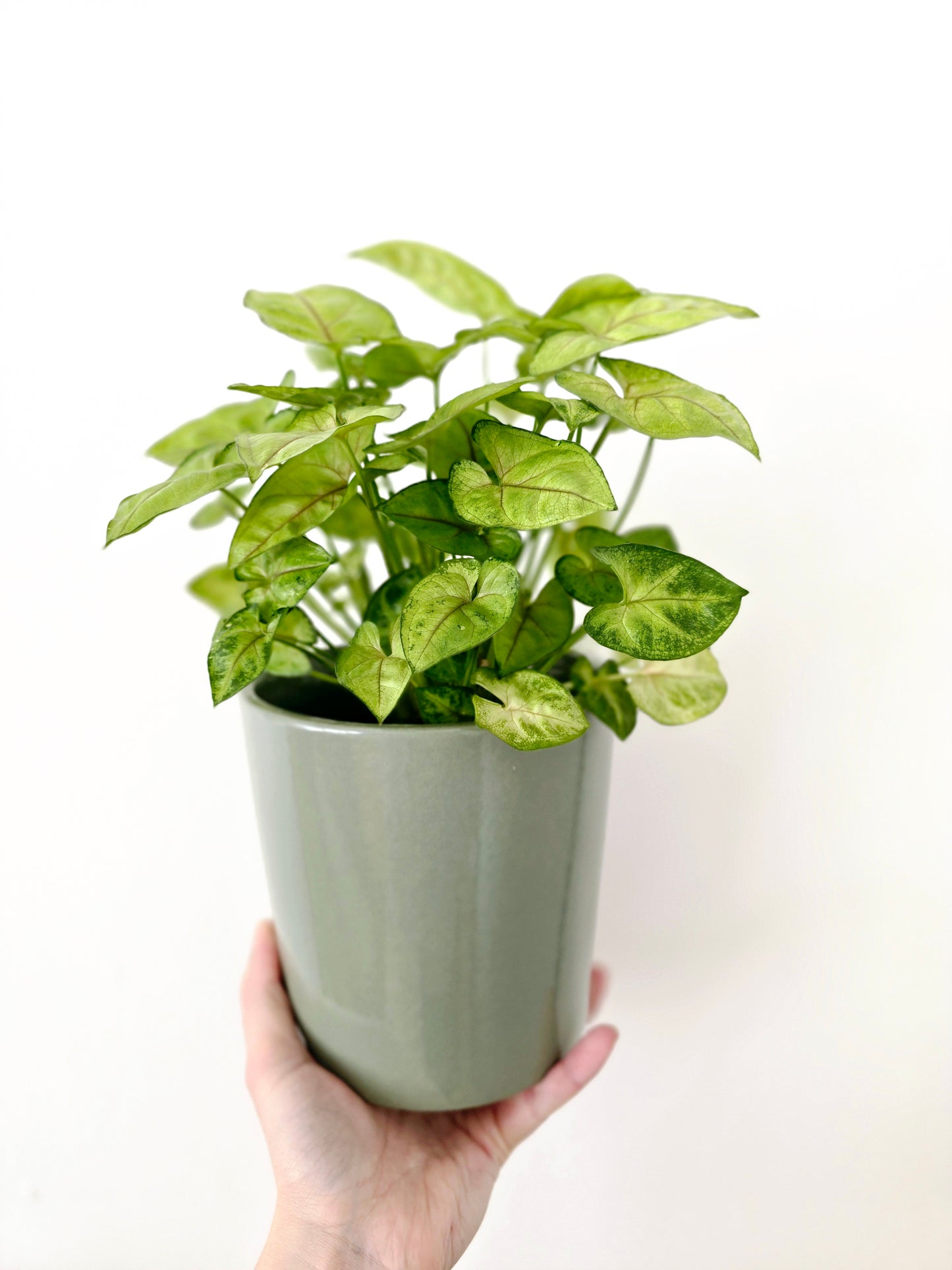 Syngonium Podophyllum 'Sunshine Speckles' - 118mm