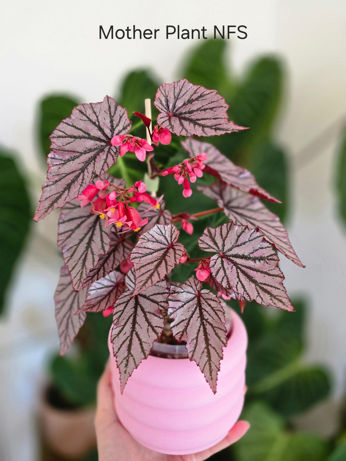 Begonia maculata 'Ashura' - 70mm