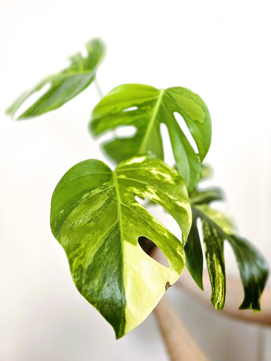 Monstera Deliciosa Variegated 'Aurea' - 150mm