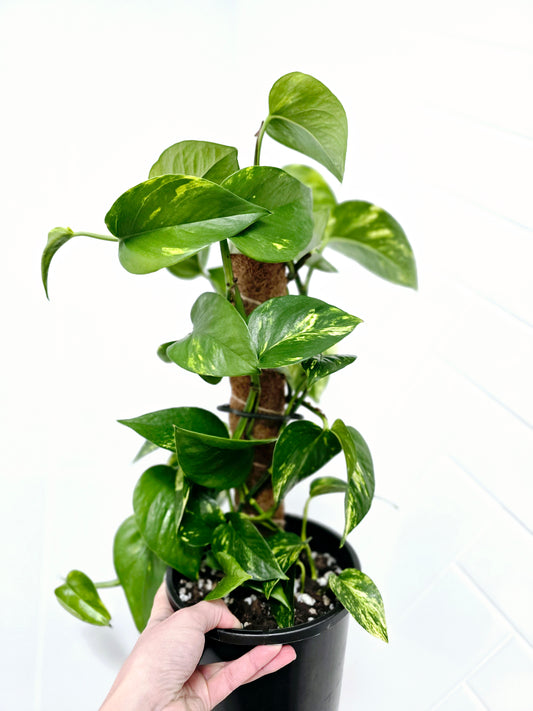 Epipremnum Aureum 'Devils Ivy' Totem - 165mm