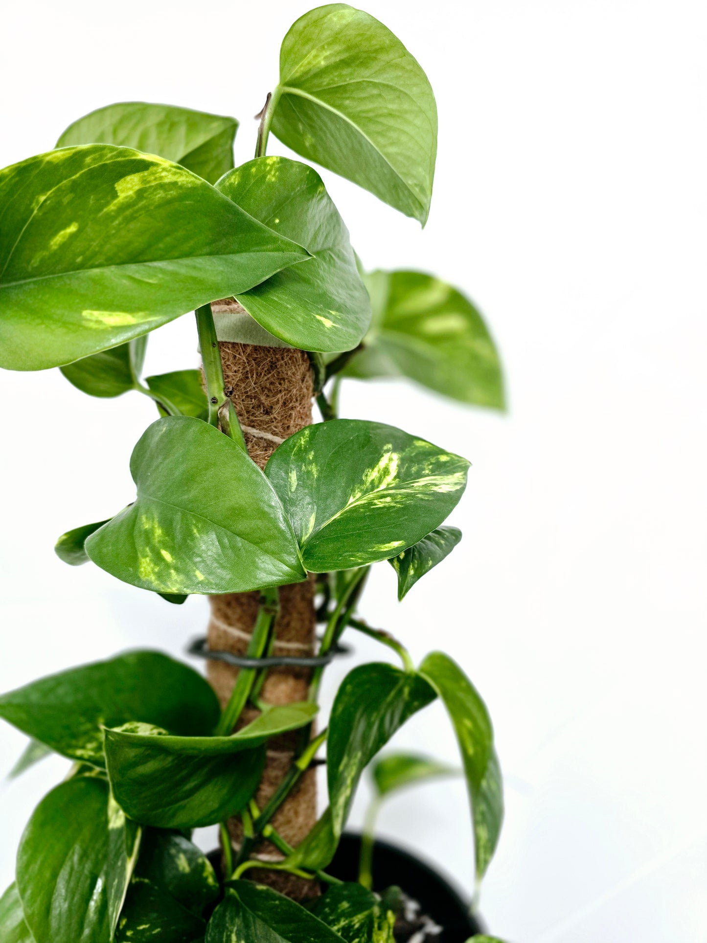 Epipremnum Aureum 'Devils Ivy' Totem - 165mm