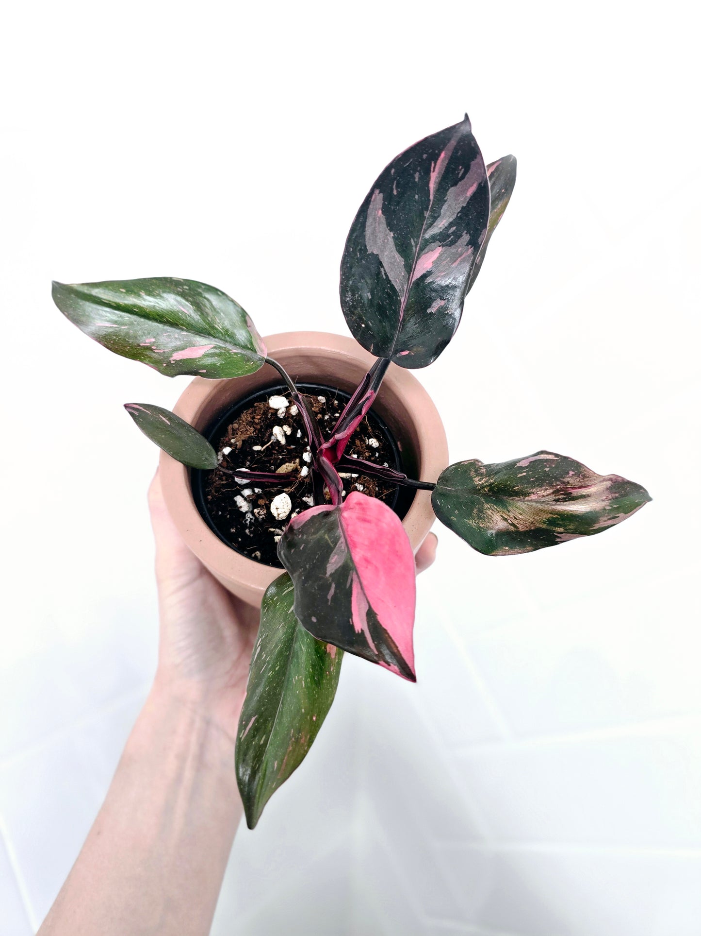 Philodendron Erubescens 'Pink Princess' - 80mm