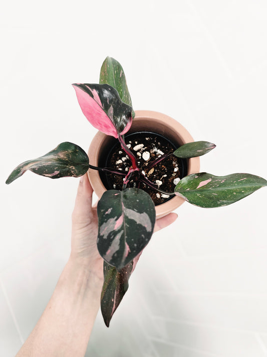 Philodendron Erubescens 'Pink Princess' - 80mm