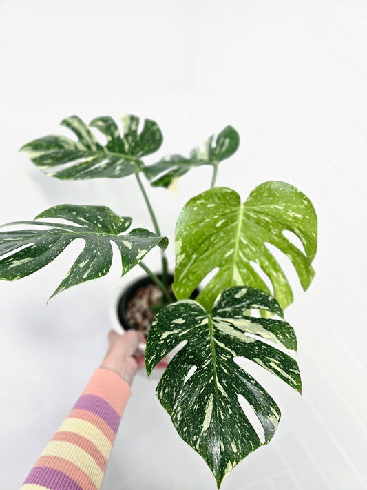Monstera 'Thai Constellation' - 165mm
