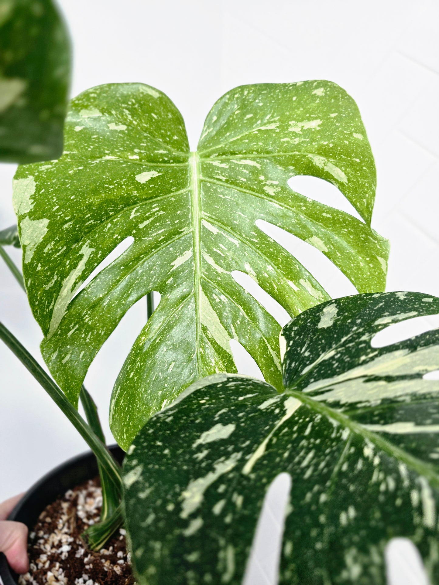 Monstera 'Thai Constellation' - 165mm