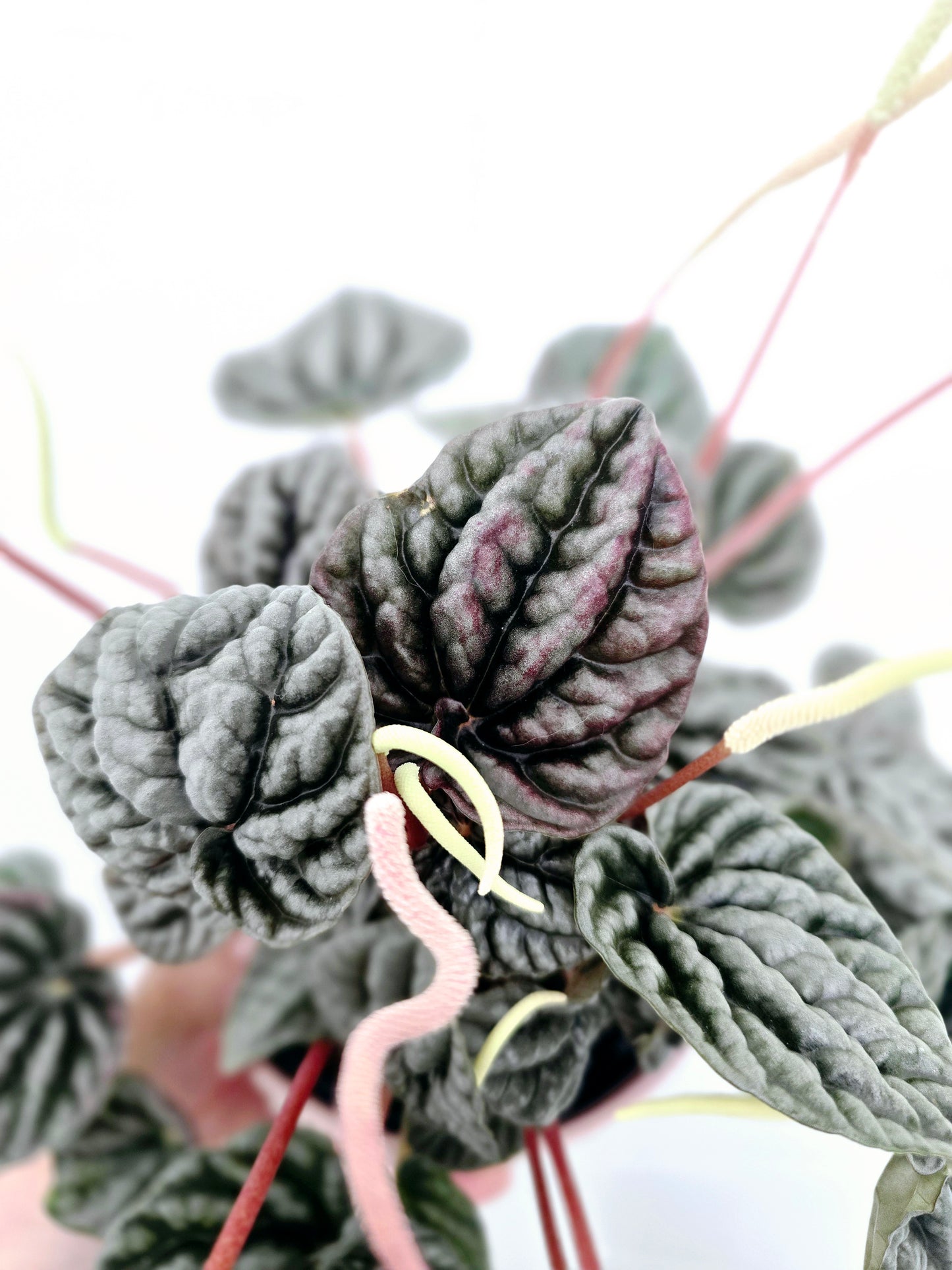 Peperomia Marmorata 'Silver Heart' - 118mm