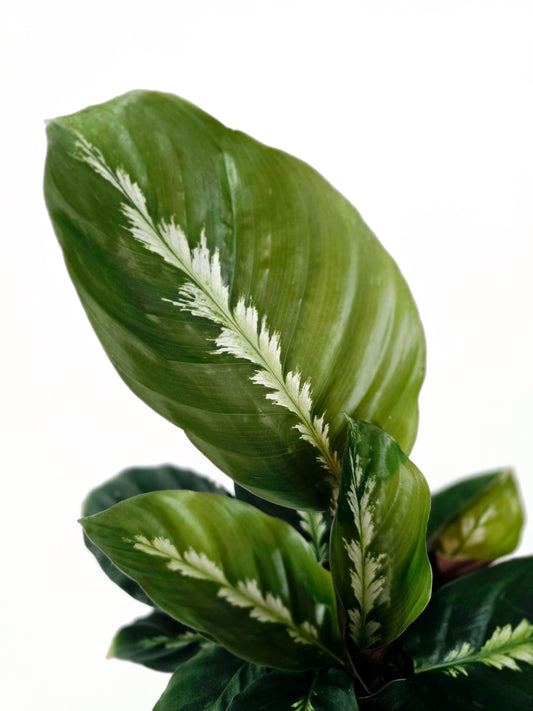 Calathea 'Maui Queen' - 118mm
