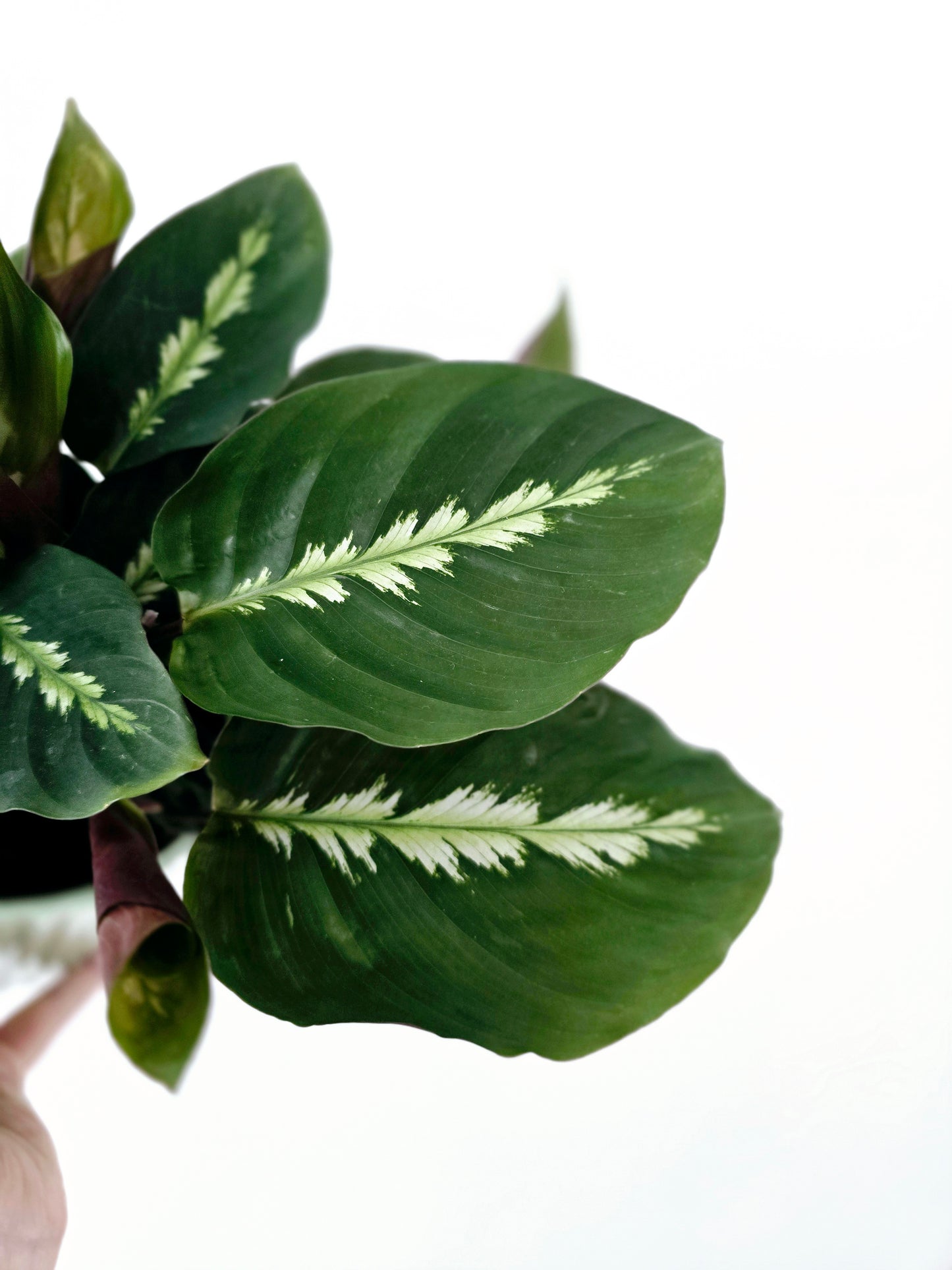 Calathea 'Maui Queen' - 118mm