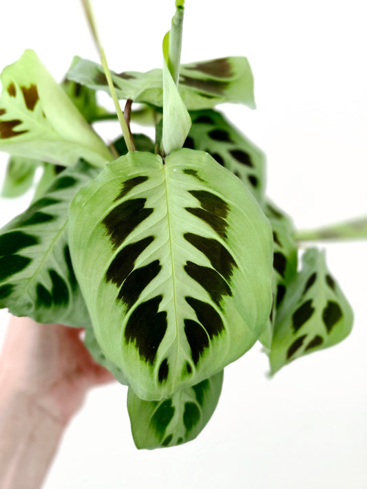 Maranta Leuconeura 'Green' - 118mm