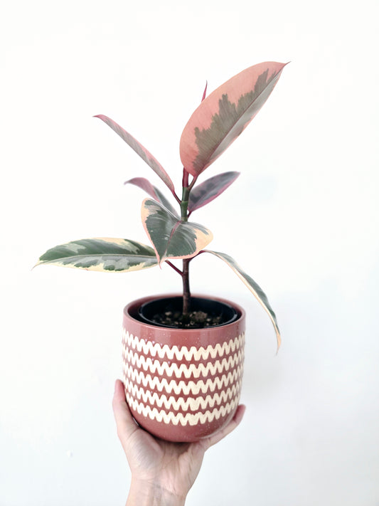 Ficus Elastica 'Ruby' - 125mm