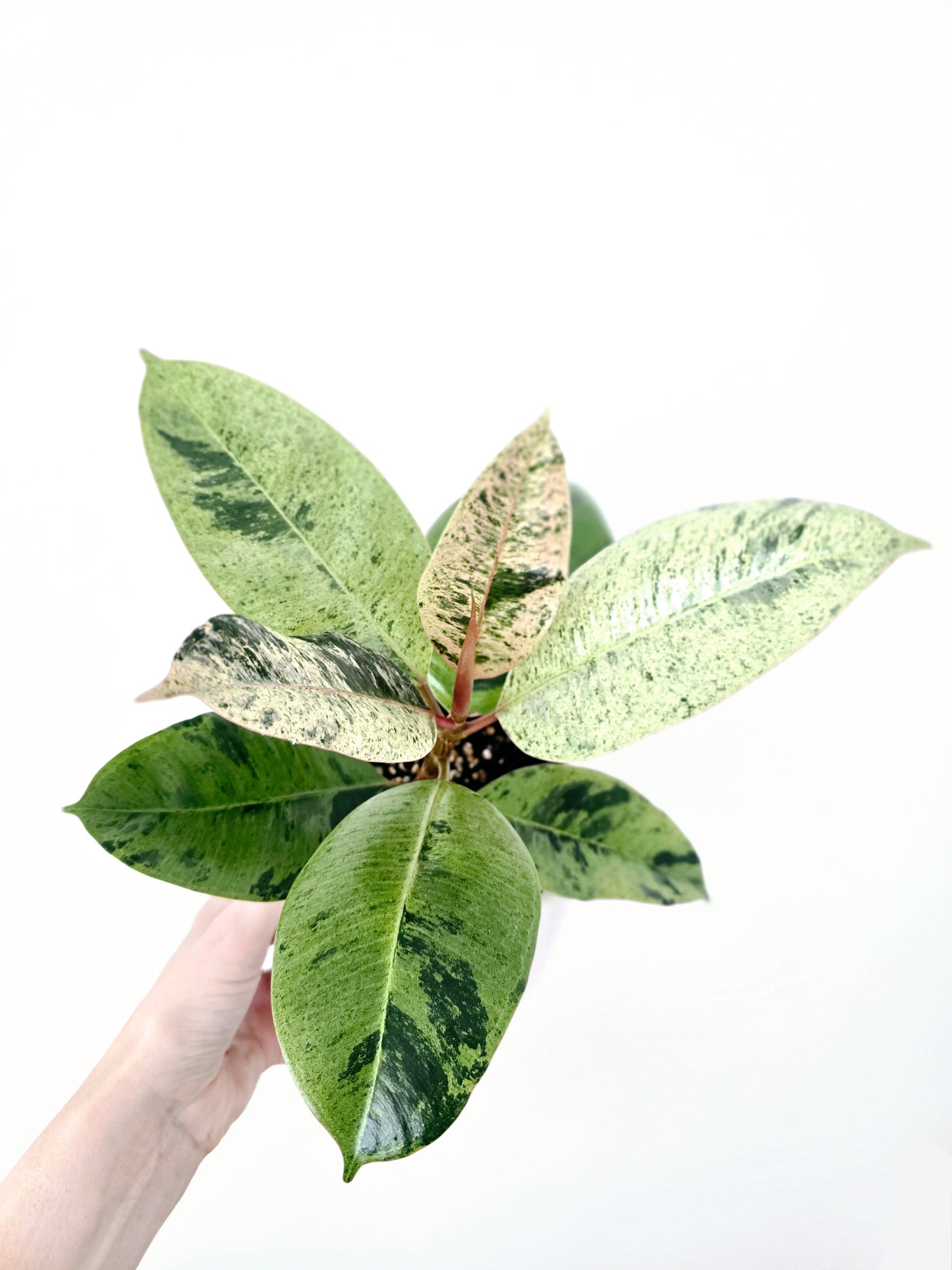 Ficus Elastica 'Shivereana' - 118mm