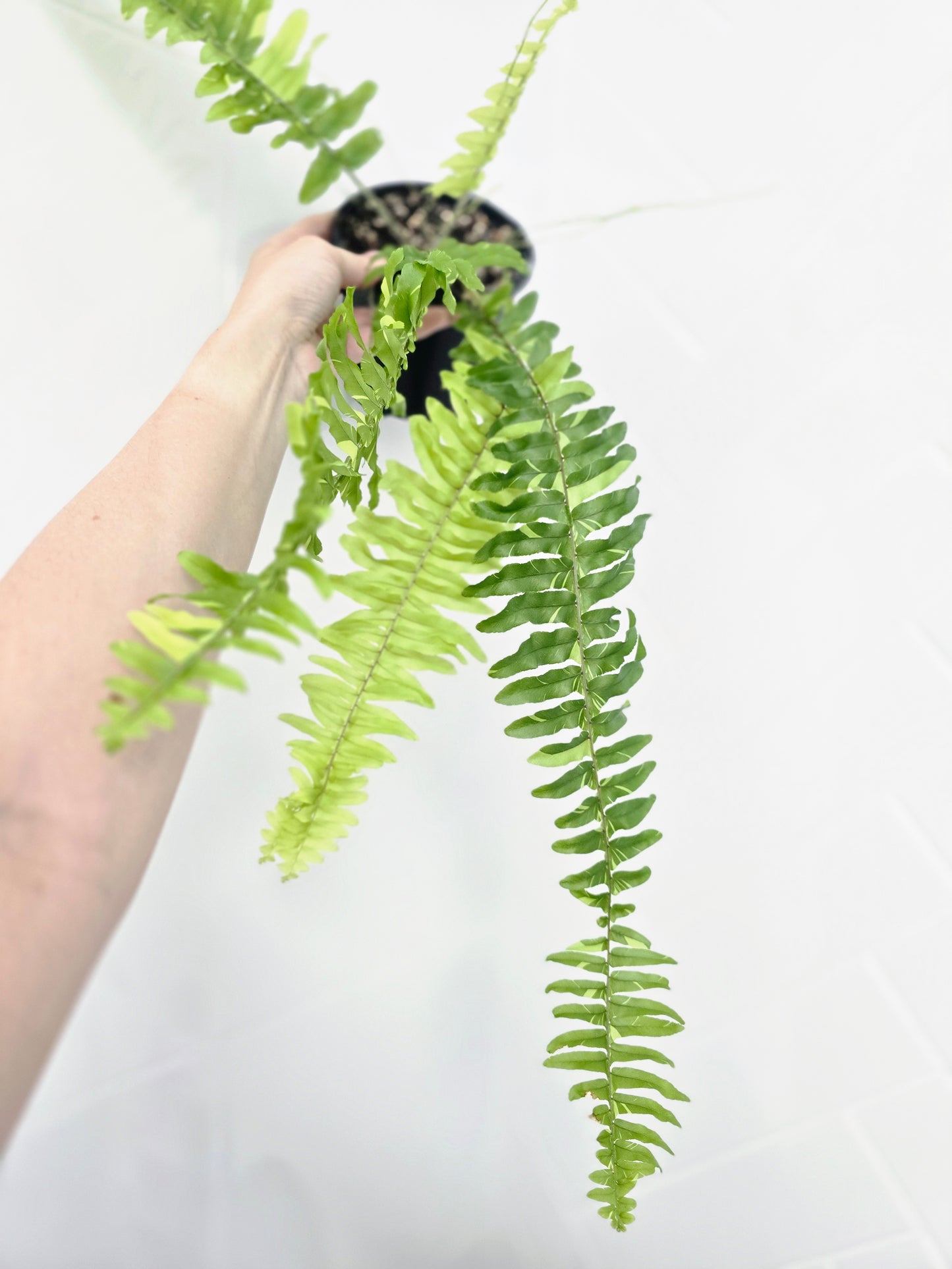 Nephrolepis Exaltata Variegata 'Tiger Fern' - 118mm