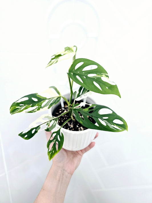 Monstera Adansonii 'Variegated' Ladder - 100mm