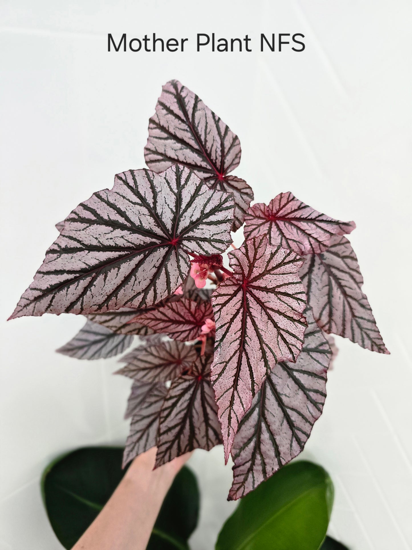 Begonia Maculata 'Ashura' - 100mm