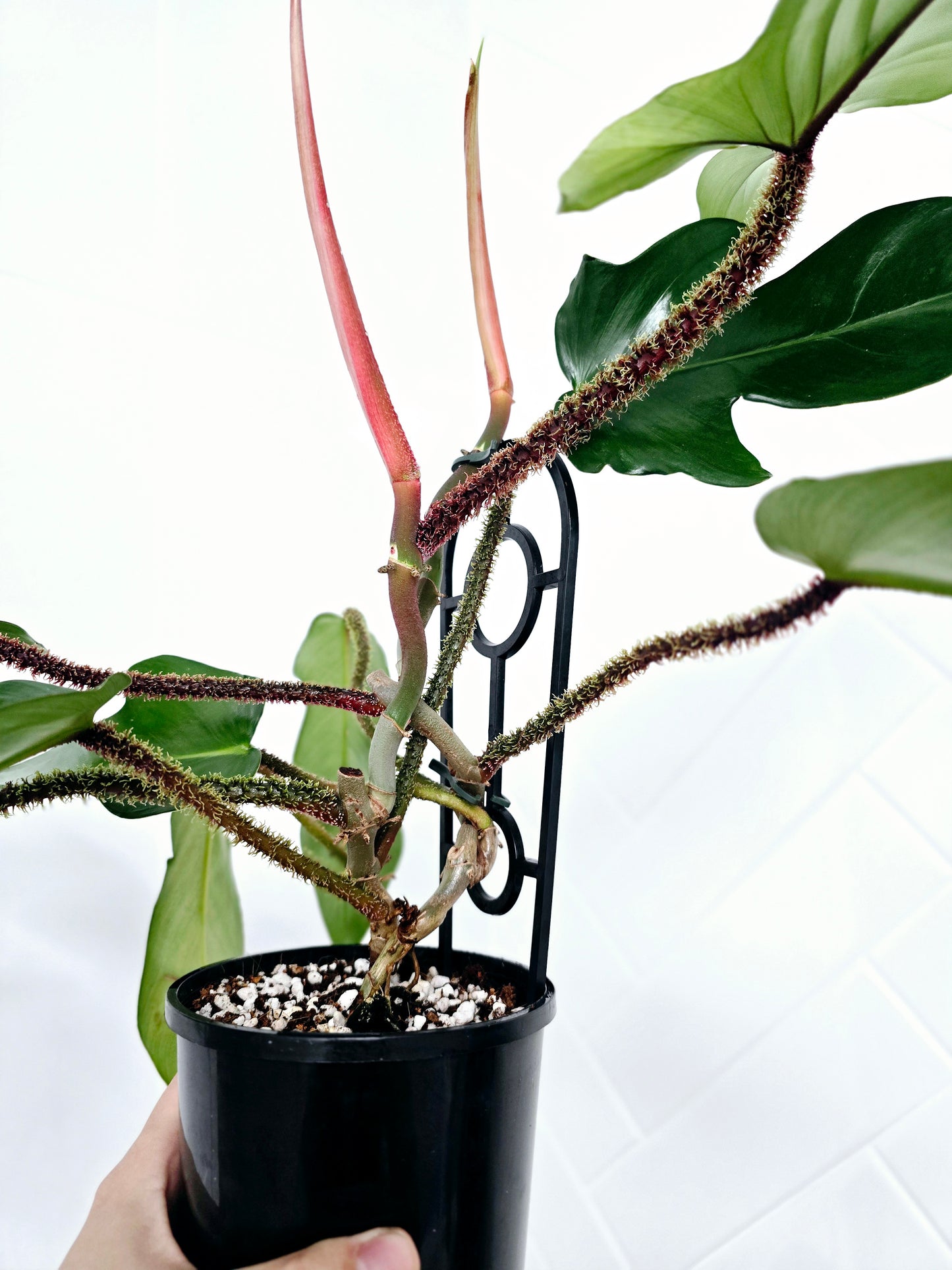 Philodendron 'Squamiferum' Ladder - 125mm