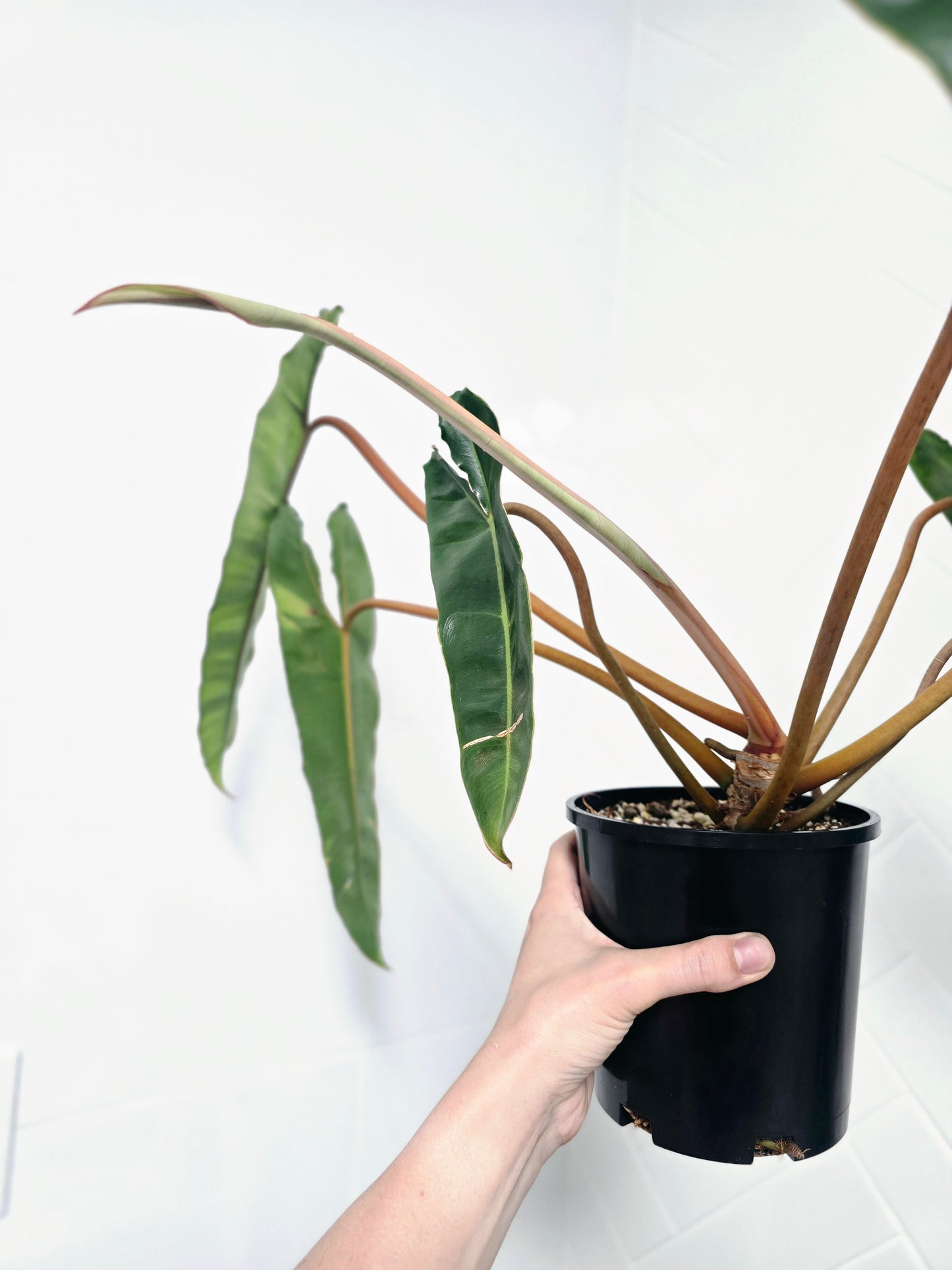 Philodendron 'Billietiae' - 140mm