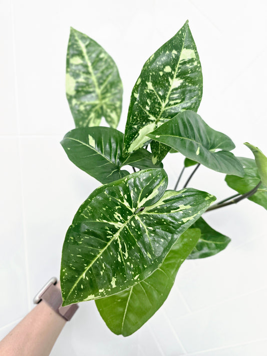 Syngonium Podophyllum 'Panda' - 118mm