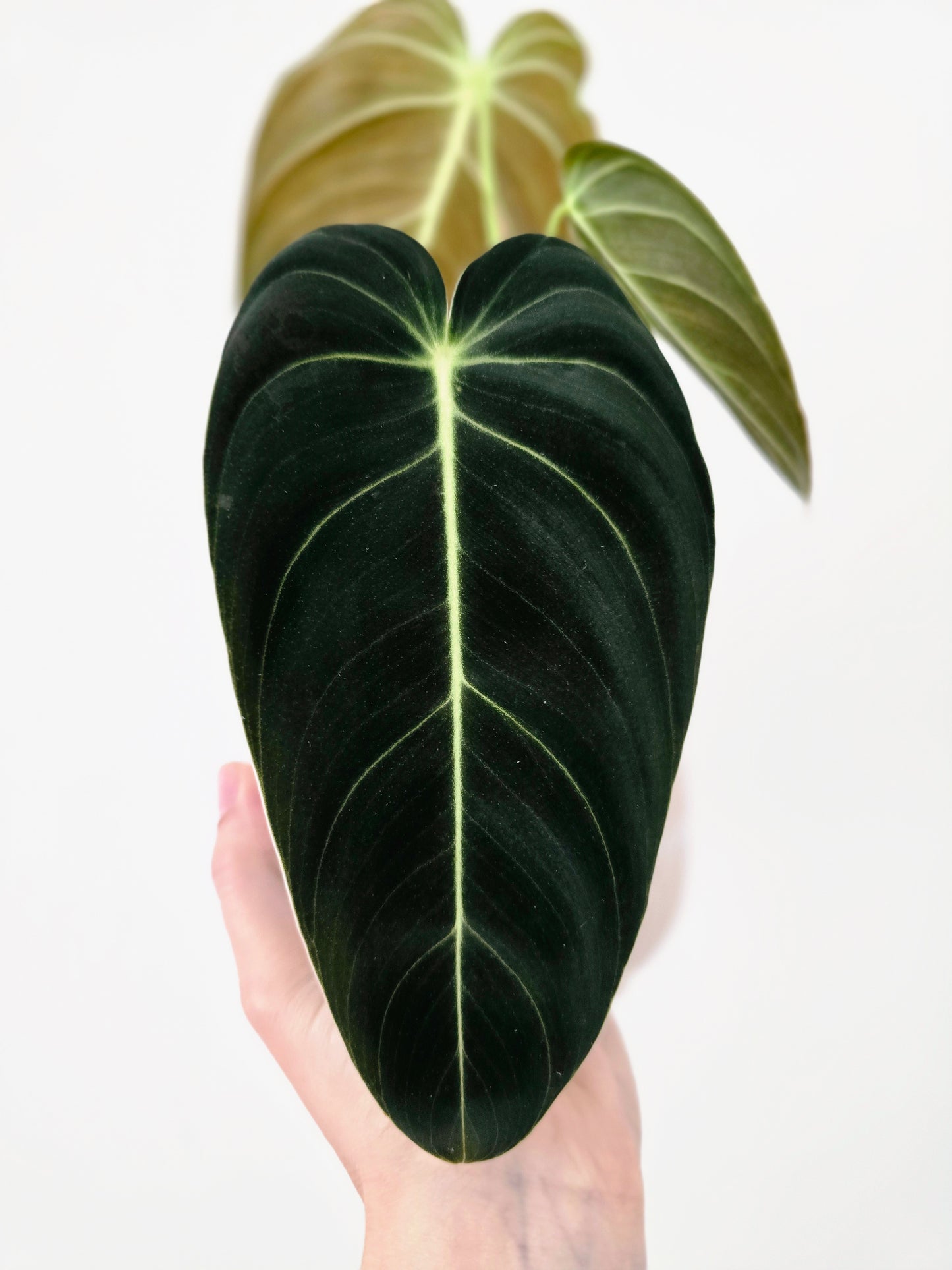 Philodendron 'Melanochrysum' - 100mm