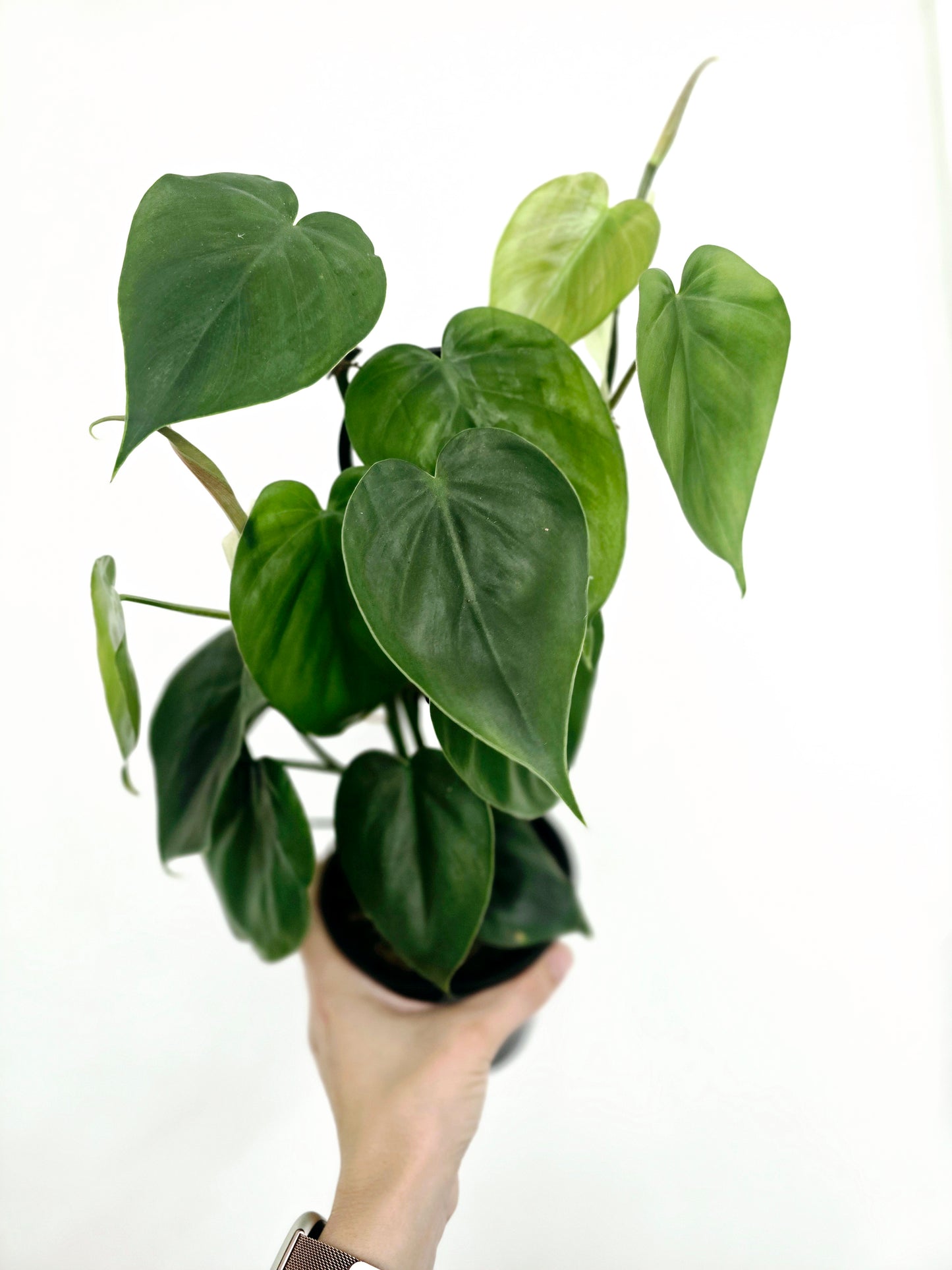 Philodendron Cordatum 'Heart Leaf' - 118mm