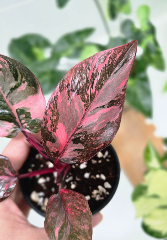 Philodendron Erubescens 'Pink Galaxy' - 80mm