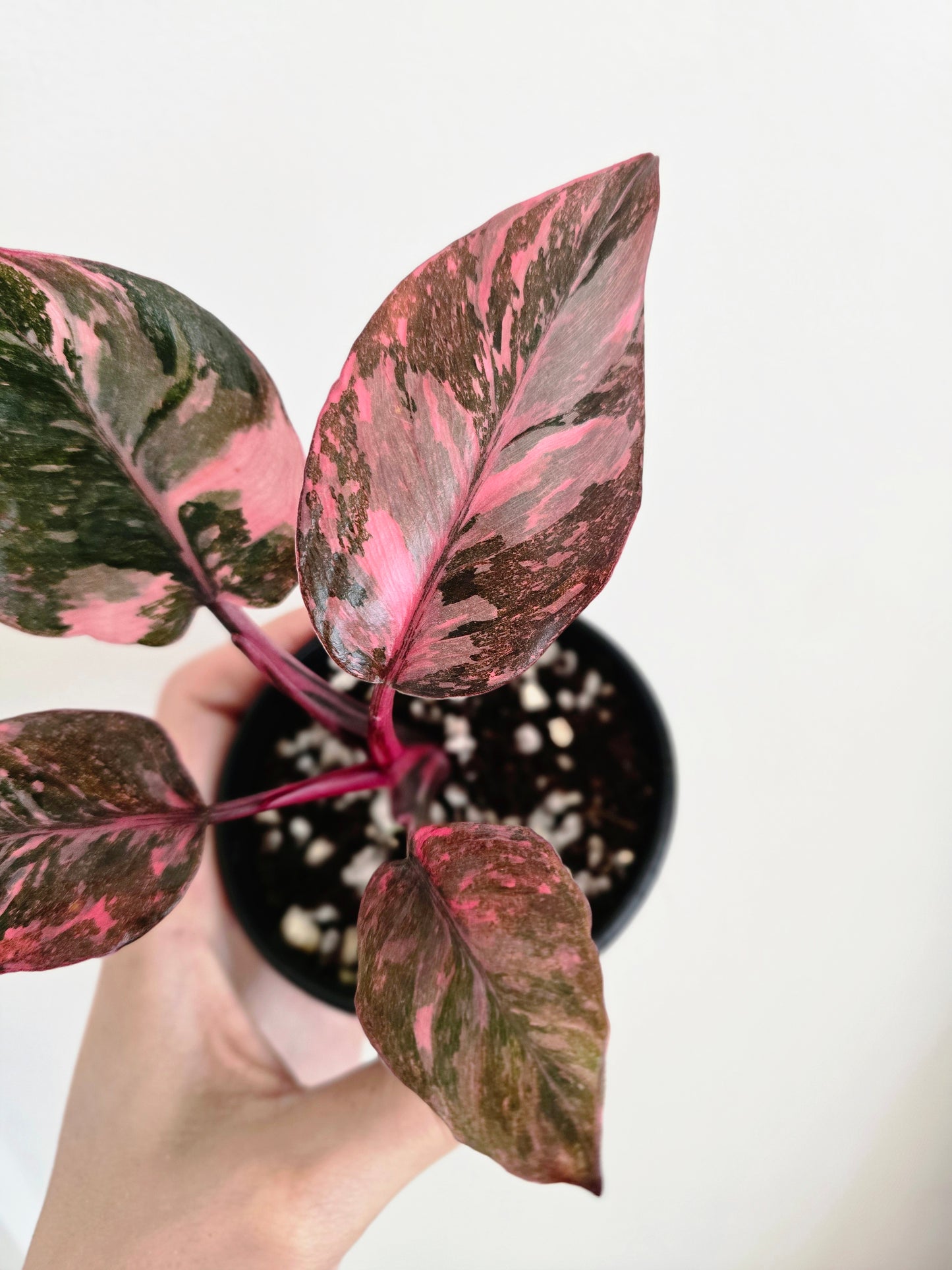 Philodendron Erubescens 'Pink Galaxy' - 80mm