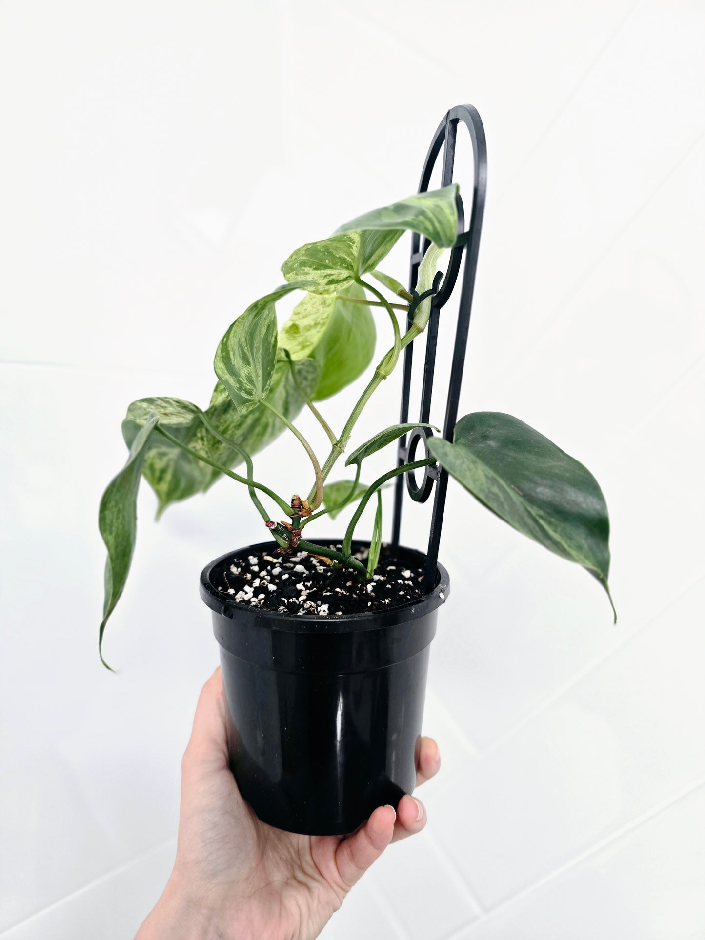 Philodendron Hederaceum 'Variegated Heart Leaf' Ladder - 118mm