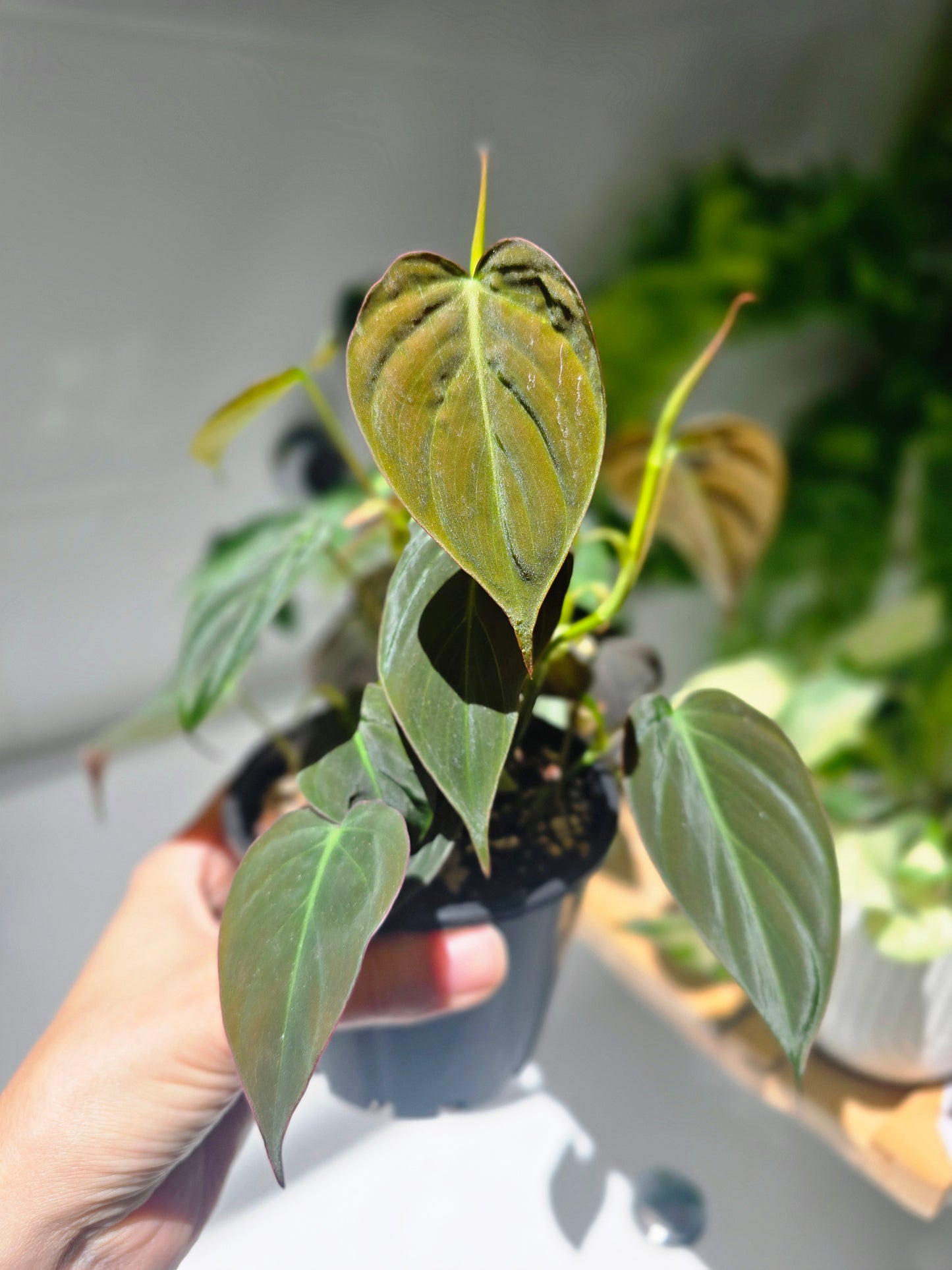 Philodendron Hederaceum 'Micans' - 100mm