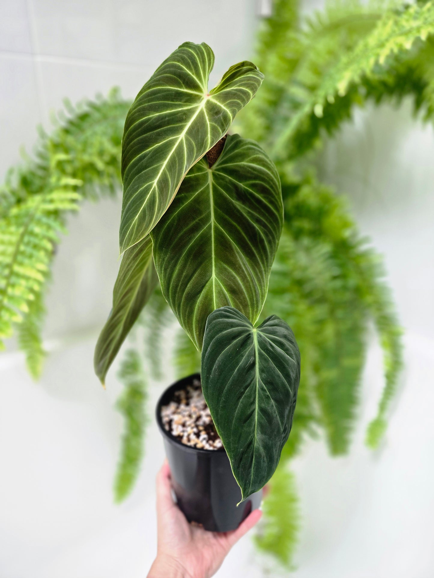 Philodendron 'Splendid' Totem - 140mm