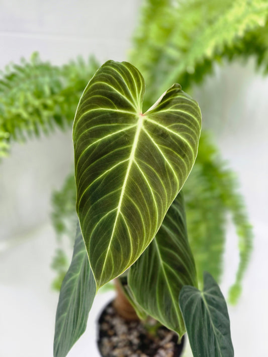 Philodendron 'Splendid' Totem - 140mm