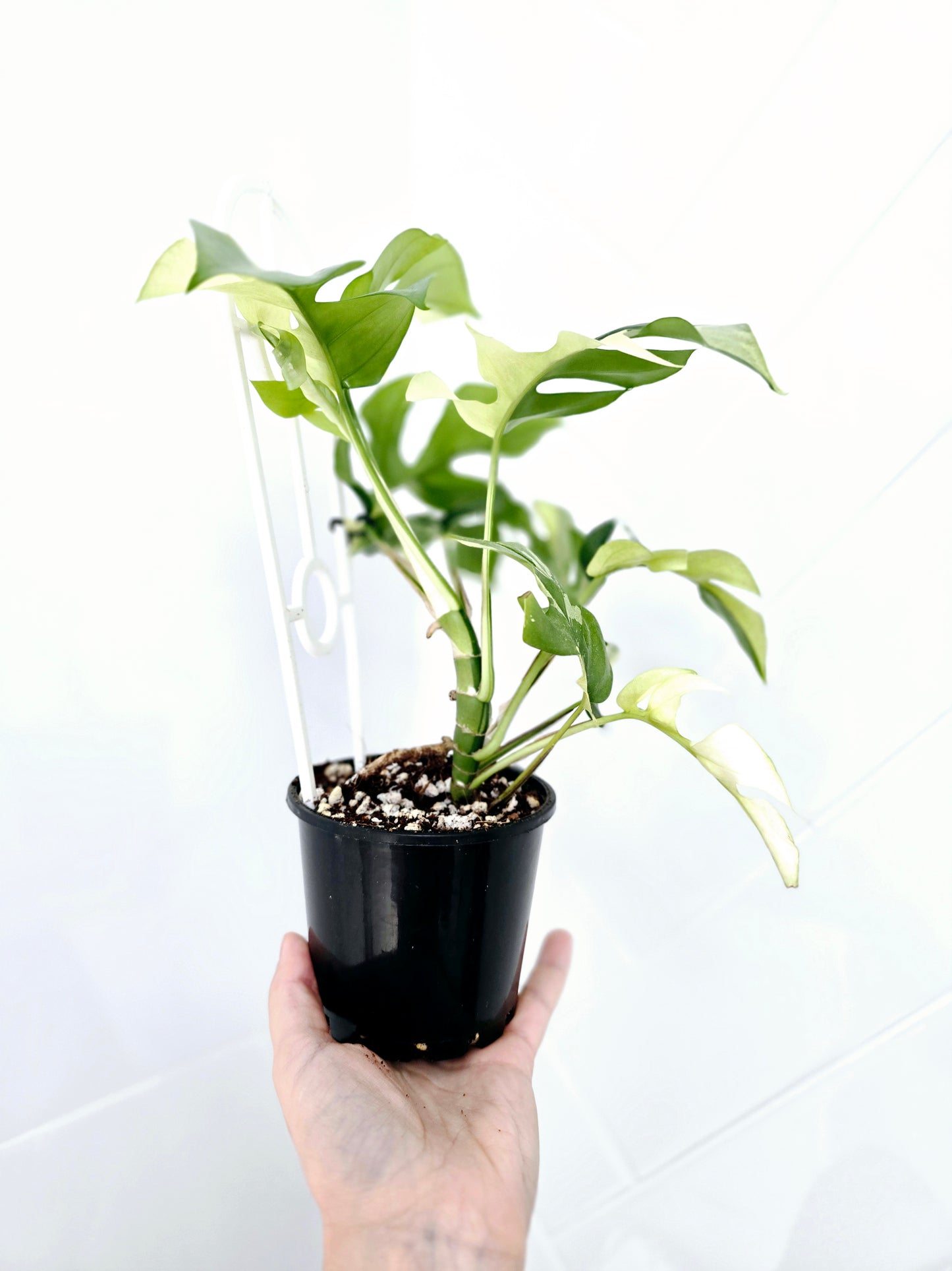Rhaphidophora Tetrasperma Variegata 'Albo' Ladder - 100mm