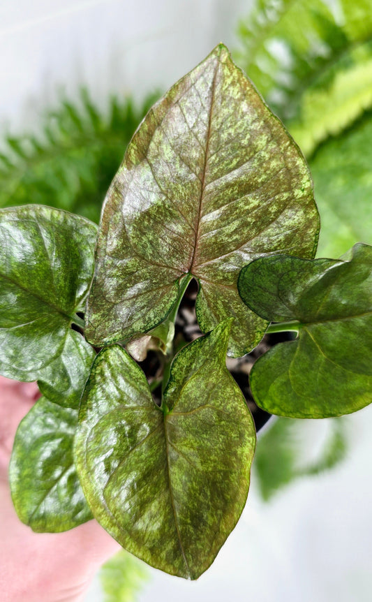 Syngonium Podophyllum 'Matcha Sprinkle' - 80mm