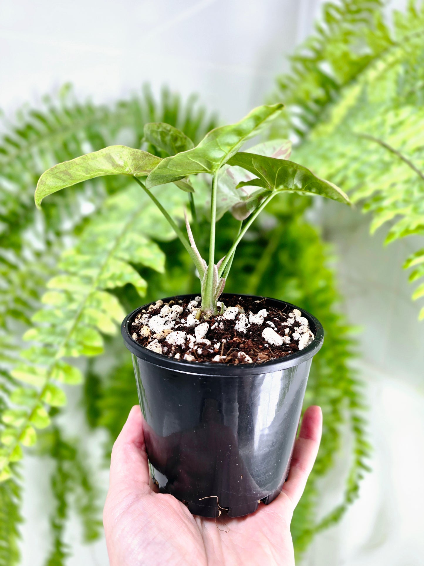 Syngonium Podophyllum 'Milk Confetti' - 100mm