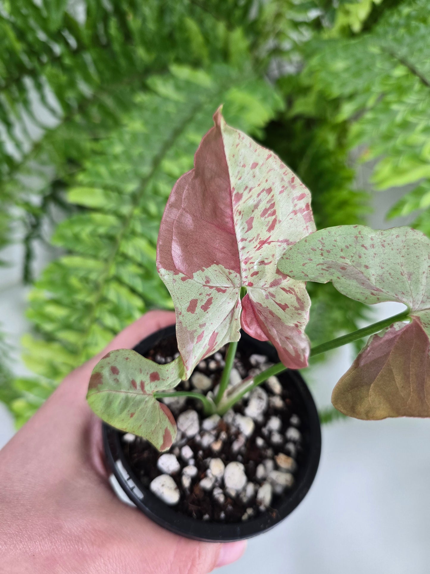 Syngonium Podophyllum 'Milk Confetti' - 90mm