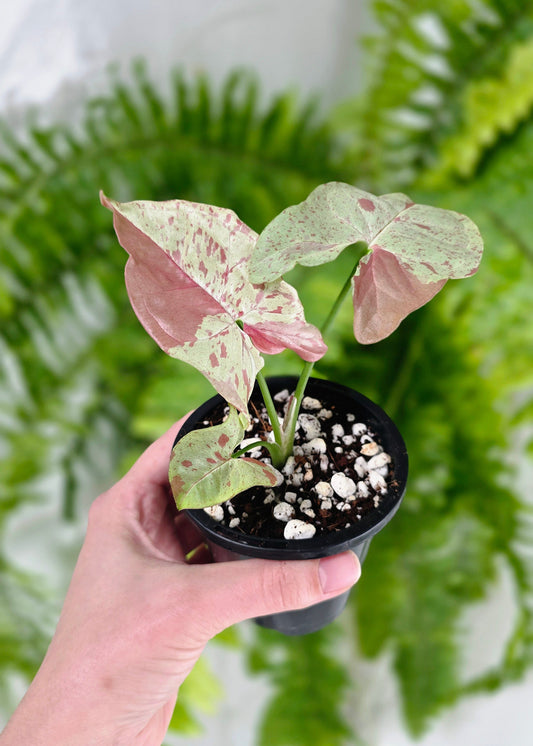 Syngonium Podophyllum 'Milk Confetti' - 90mm