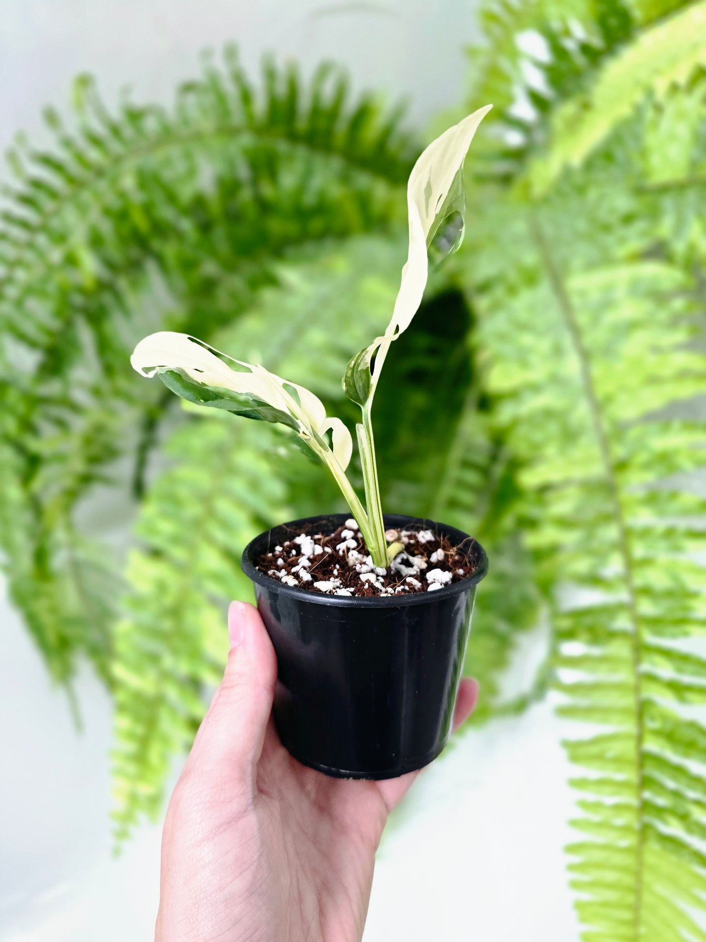 Monstera Adansonii Variegata 'Albo' - 80mm