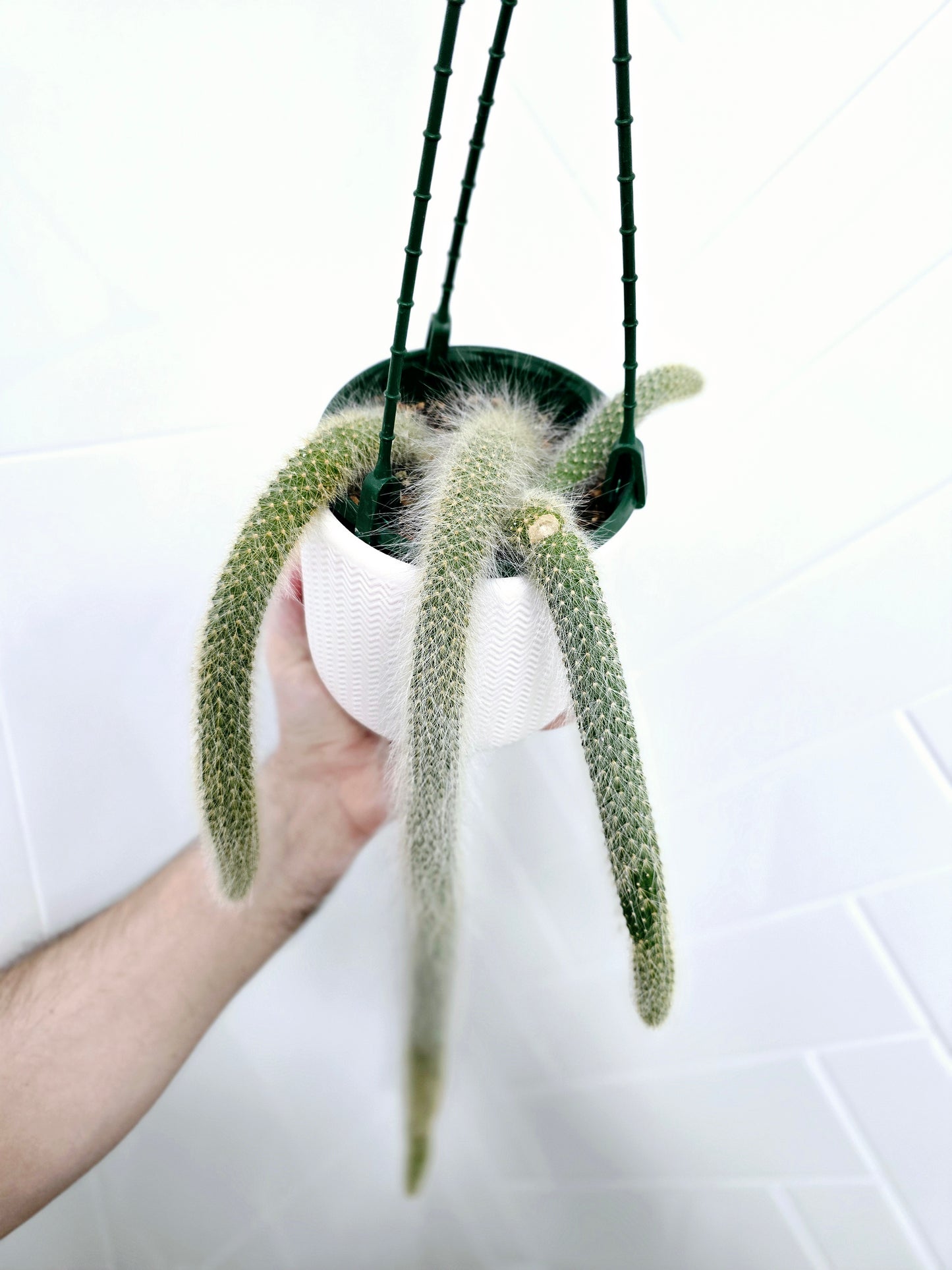 Hildewintera Colademononis 'Monkeys Tail' Cactus - 130mm