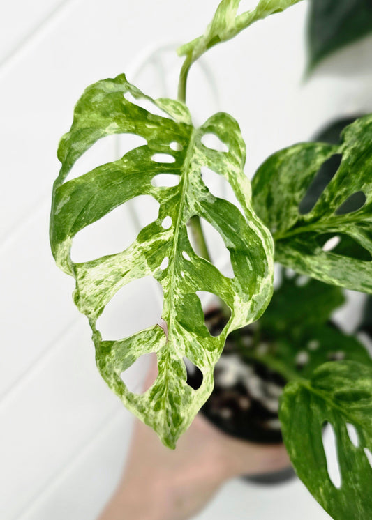 Monstera Adansonii Variegated 'Mint' Ladder - 118mm