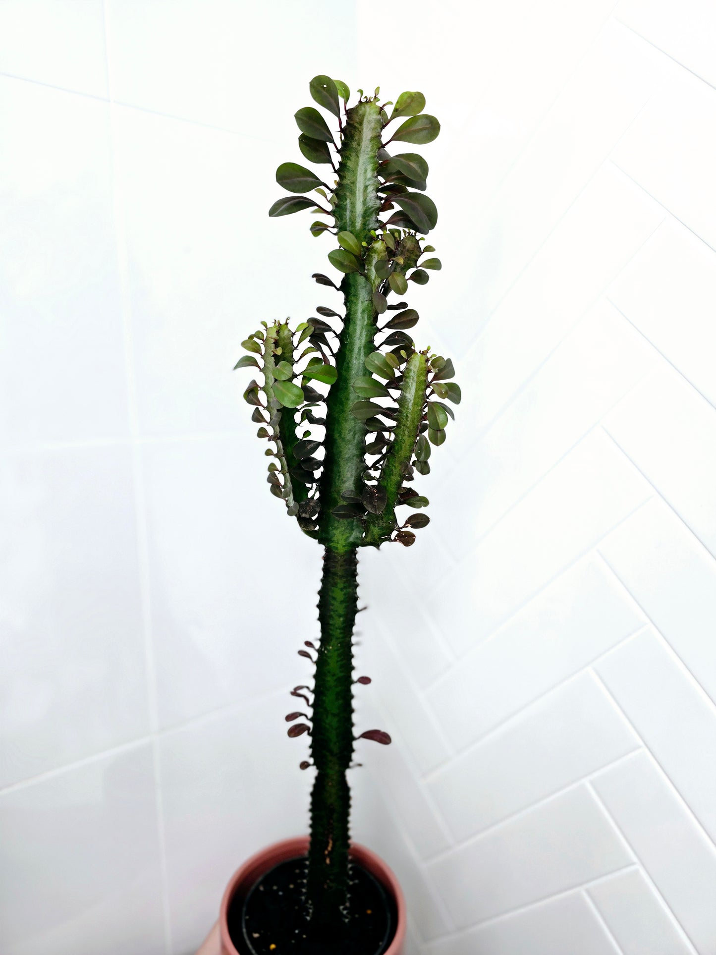Euphorbia 'Trigona' Purpurea - 140mm