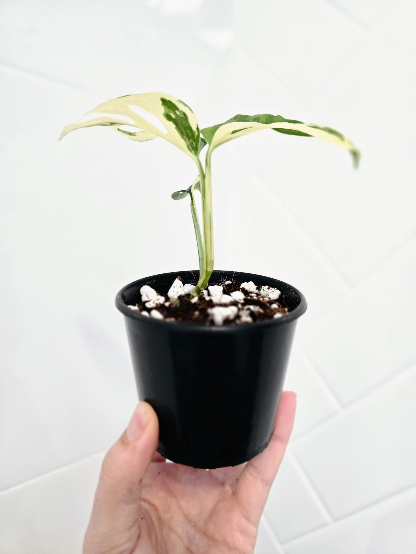 Monstera Adansonii Variegata 'Albo' - 80mm