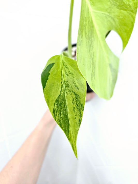 Monstera Deliciosa Borsigiana 'Aurea' - 125mm