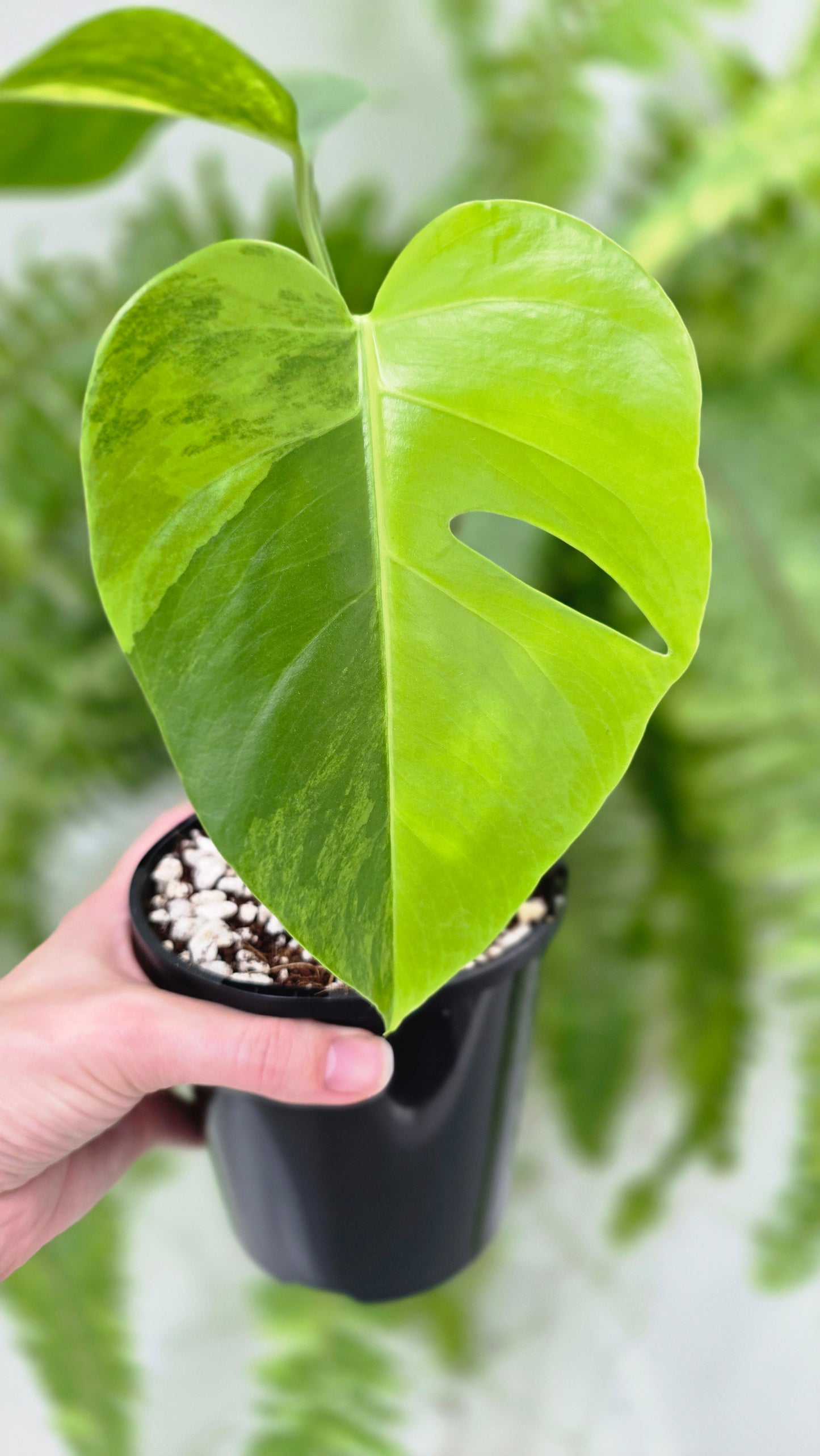 Monstera Deliciosa Borsigiana 'Aurea' - 125mm