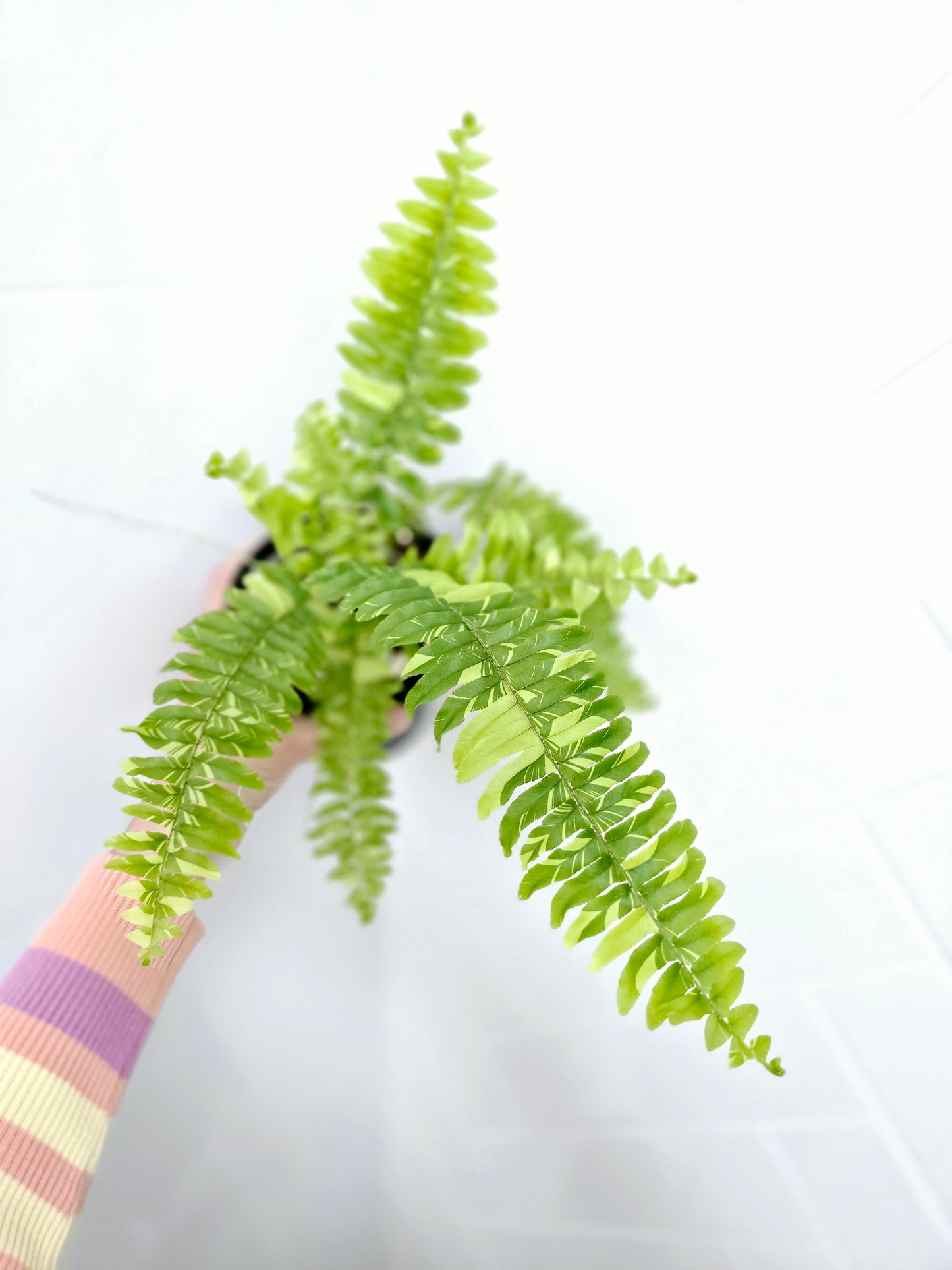 Nephrolepis Exaltata Variegata 'Tiger Fern' - 118mm