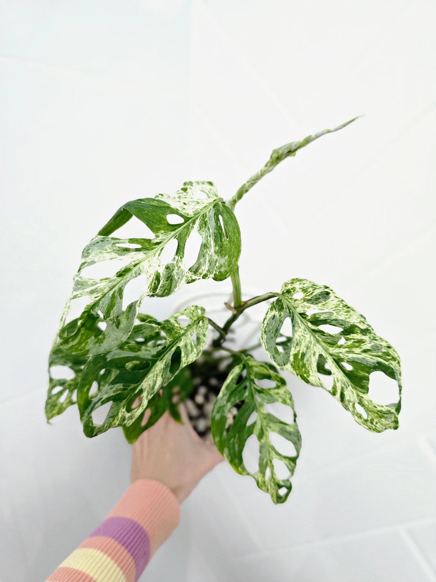 Monstera Adansonii Variegated 'Mint' Ladder - 118mm