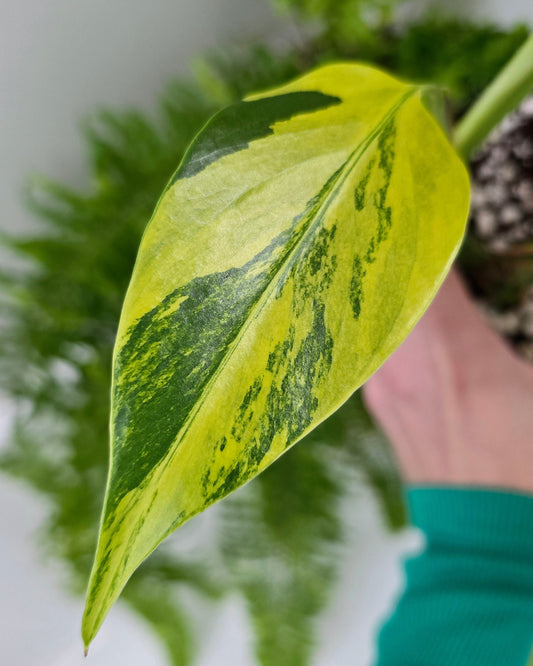 Monstera Deliciosa Borsigiana 'Aurea' - 125mm
