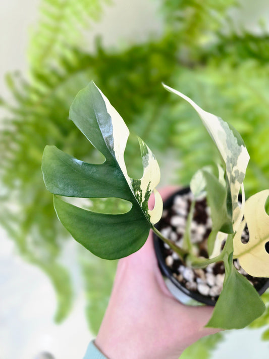 Rhaphidophora Tetrasperma Variegata 'Albo' - 100mm